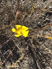 Balbisia microphylla