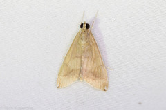 Trischistognatha pyrenealis