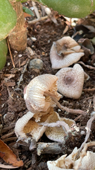 Leucocoprinus ianthinus