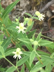 Silene williamsii