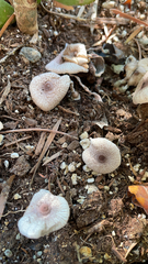 Leucocoprinus ianthinus