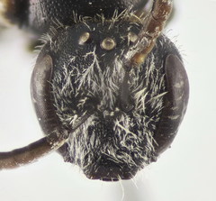 Lasioglossum medinai
