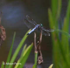 Pachydiplax longipennis