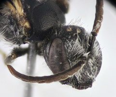 Lasioglossum medinai
