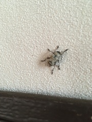 Leptostylus asperatus