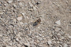 Diceroprocta cinctifera