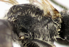 Lasioglossum medinai