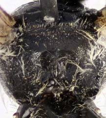 Lasioglossum medinai