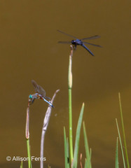 Pachydiplax longipennis