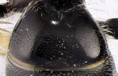 Lasioglossum medinai