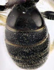 Lasioglossum medinai