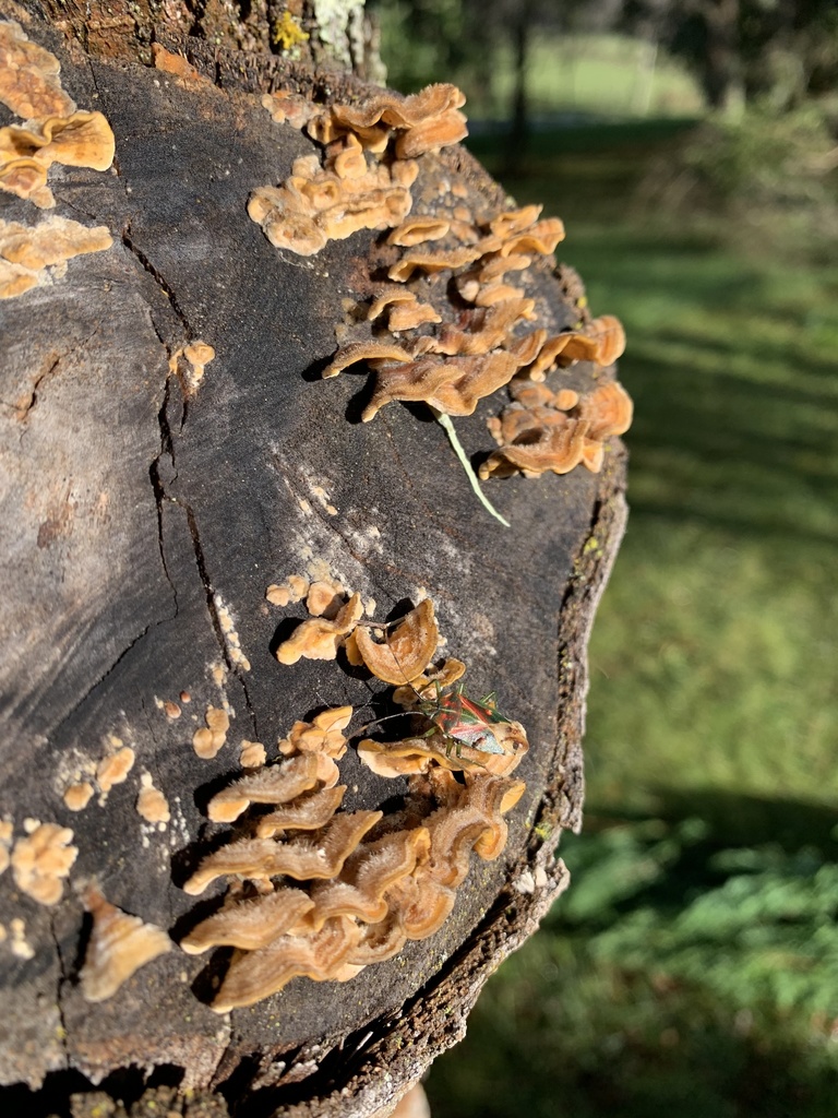 Stereum hirsutum · July 2021 · photo: © nitsuga74 (iNaturalist, cc-by)
