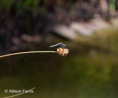 Pachydiplax longipennis