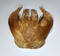 Lasioglossum medinai