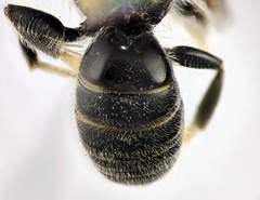 Lasioglossum medinai