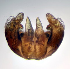 Lasioglossum medinai