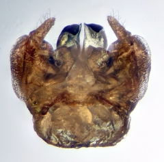 Lasioglossum medinai