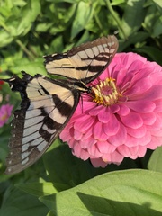 Papilio glaucus