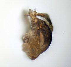 Lasioglossum medinai