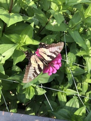 Papilio glaucus