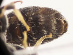 Lasioglossum medinai