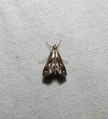 Chrysendeton imitabilis