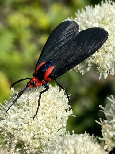 White-tipped Ctenucha photo 6