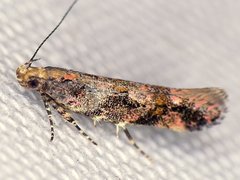 Aristotelia rubidella