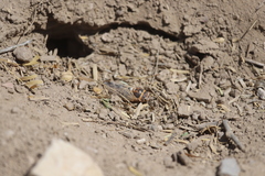 Diceroprocta cinctifera