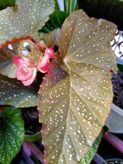 Begonia lucerna