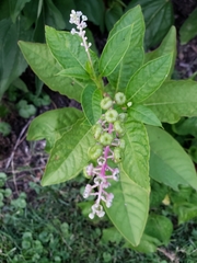 Phytolacca americana
