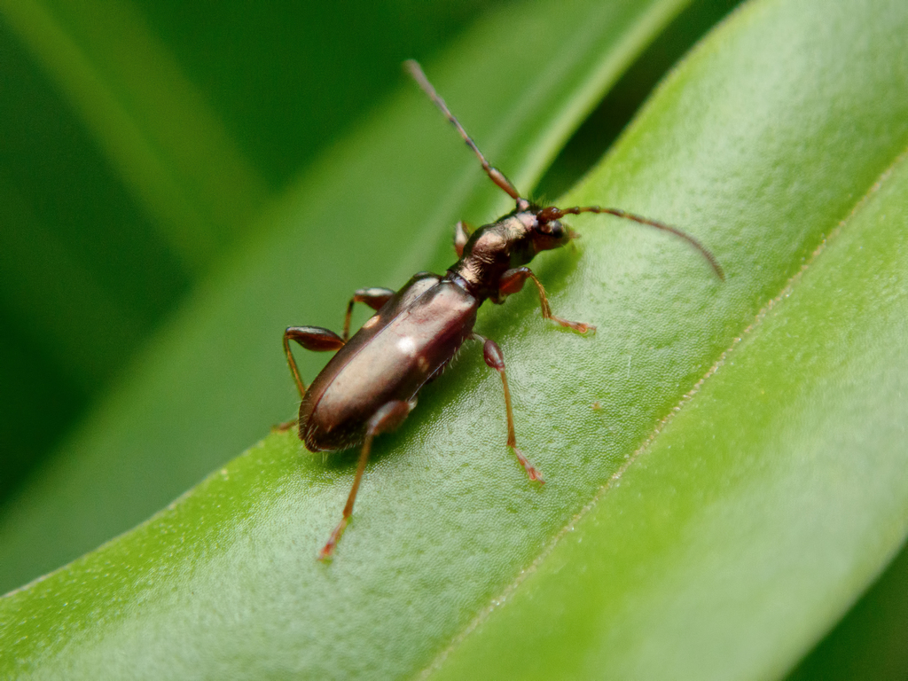 Zorion opacum