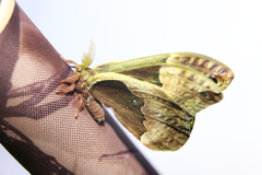 Callosamia angulifera