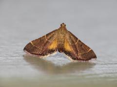 Persicoptera aglaopa