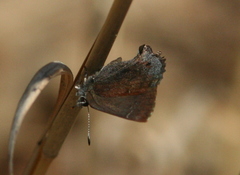 Callophrys irus