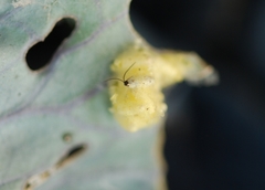 Cotesia glomerata bracovirus