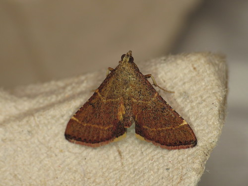 Persicoptera aglaopa