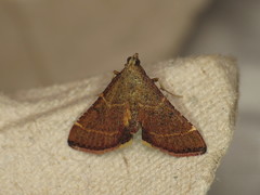 Persicoptera aglaopa