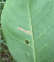 Stigmella slingerlandella