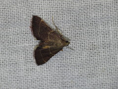 Persicoptera aglaopa