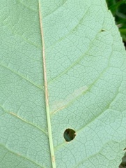Stigmella slingerlandella
