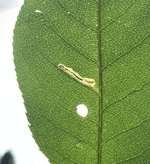 Stigmella slingerlandella