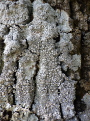 Pertusaria multipuncta