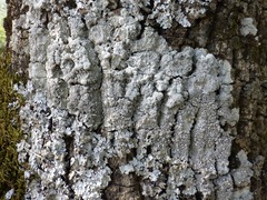 Pertusaria multipuncta