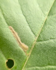 Stigmella slingerlandella