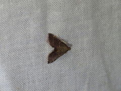 Persicoptera aglaopa