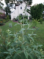 Buddleja