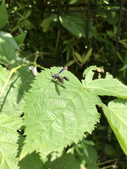 Physocephala floridana