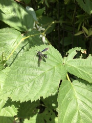 Physocephala floridana