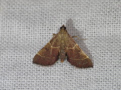 Persicoptera aglaopa